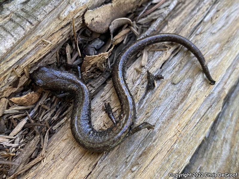 San Gabriel Mountains Slender Salamander (Batrachoseps gabrieli)