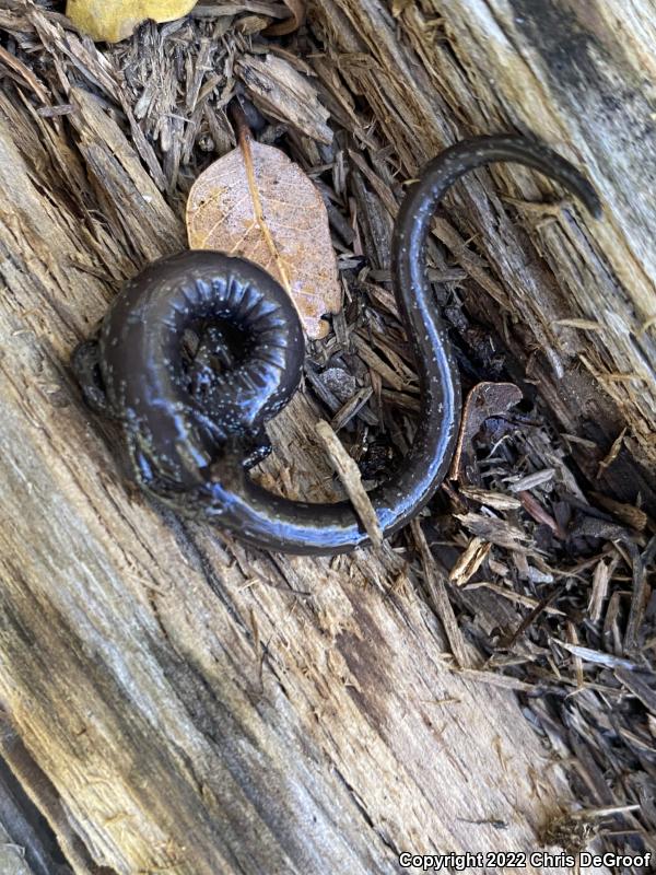 San Gabriel Mountains Slender Salamander (Batrachoseps gabrieli)