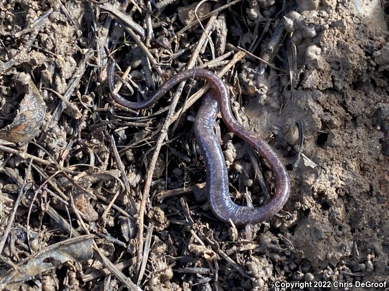 Garden Slender Salamander (Batrachoseps major major)