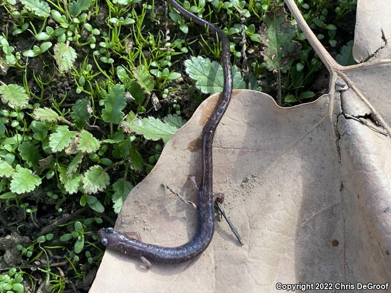 Garden Slender Salamander (Batrachoseps major major)