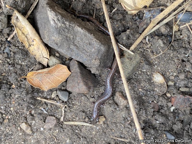 Garden Slender Salamander (Batrachoseps major major)