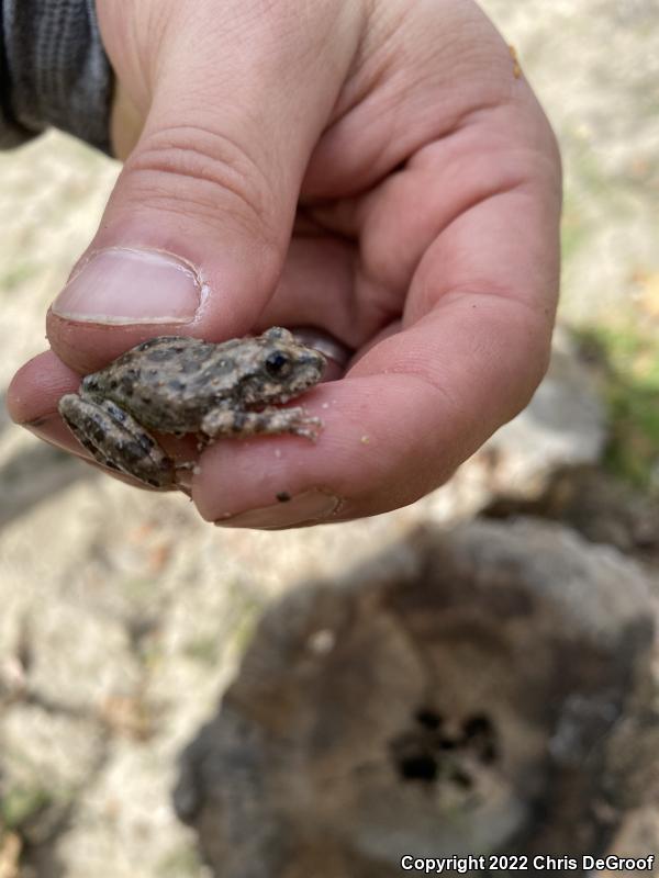 California Treefrog (Pseudacris cadaverina)