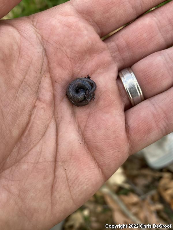 Black-bellied Slender Salamander (Batrachoseps nigriventris)