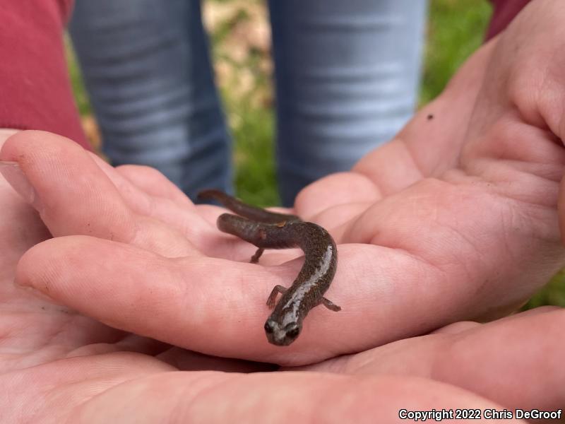 Garden Slender Salamander (Batrachoseps major major)