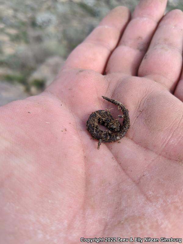 Garden Slender Salamander (Batrachoseps major major)