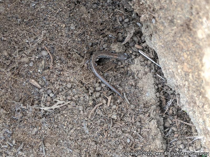 Garden Slender Salamander (Batrachoseps major major)