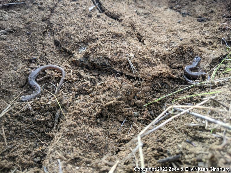 Garden Slender Salamander (Batrachoseps major major)