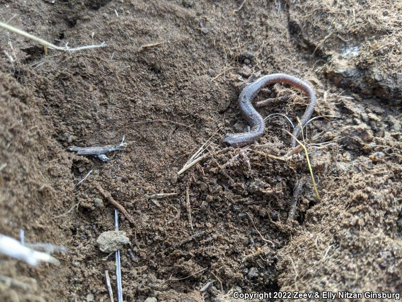 Garden Slender Salamander (Batrachoseps major major)