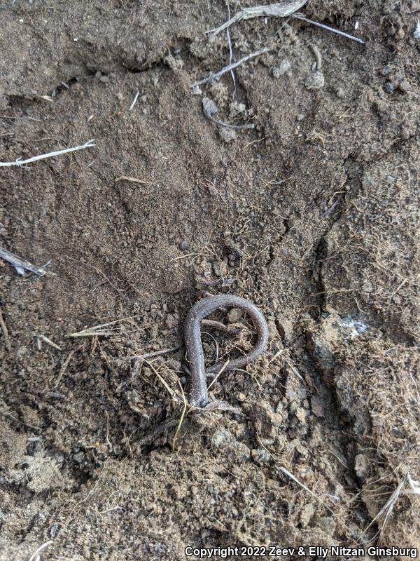 Garden Slender Salamander (Batrachoseps major major)