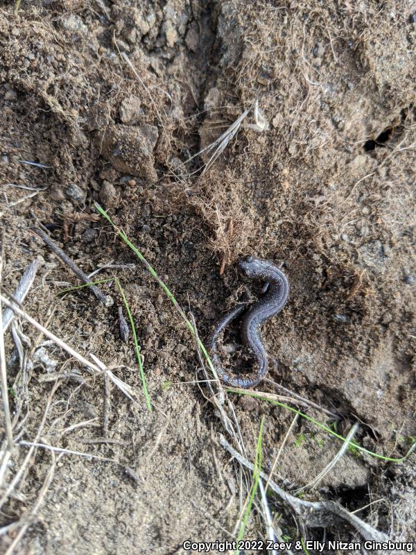 Garden Slender Salamander (Batrachoseps major major)