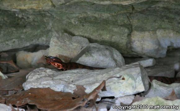 Western Cottonmouth (Agkistrodon piscivorus leucostoma)