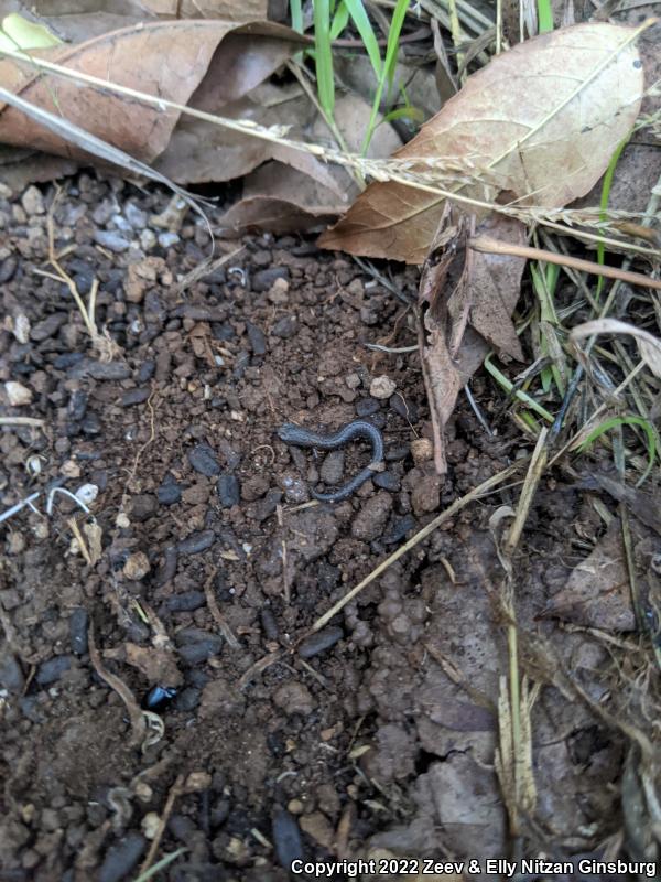 Garden Slender Salamander (Batrachoseps major major)