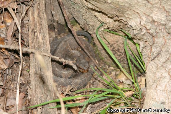 Western Cottonmouth (Agkistrodon piscivorus leucostoma)