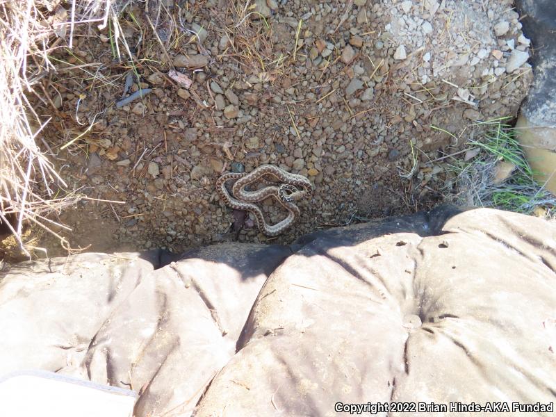 San Diego Gopher Snake (Pituophis catenifer annectens)