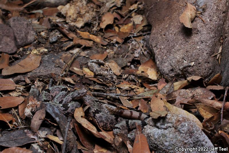 Banded Rock Rattlesnake (Crotalus lepidus klauberi)