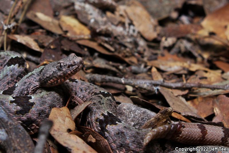 Banded Rock Rattlesnake (Crotalus lepidus klauberi)