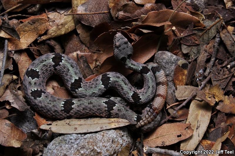 Banded Rock Rattlesnake (Crotalus lepidus klauberi)