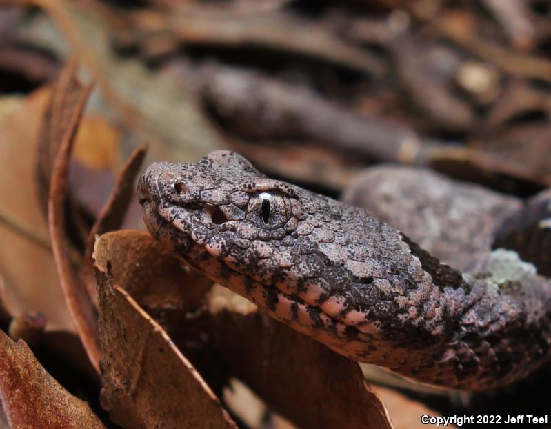 Banded Rock Rattlesnake (Crotalus lepidus klauberi)