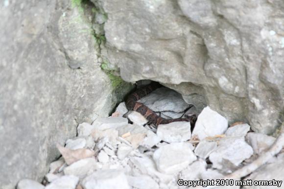 Western Cottonmouth (Agkistrodon piscivorus leucostoma)