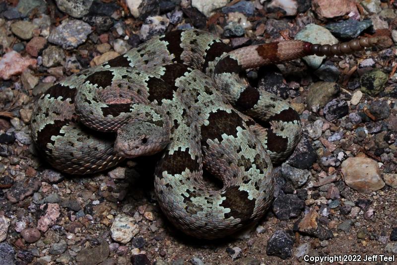 Banded Rock Rattlesnake (Crotalus lepidus klauberi)