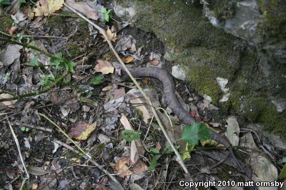 Western Cottonmouth (Agkistrodon piscivorus leucostoma)