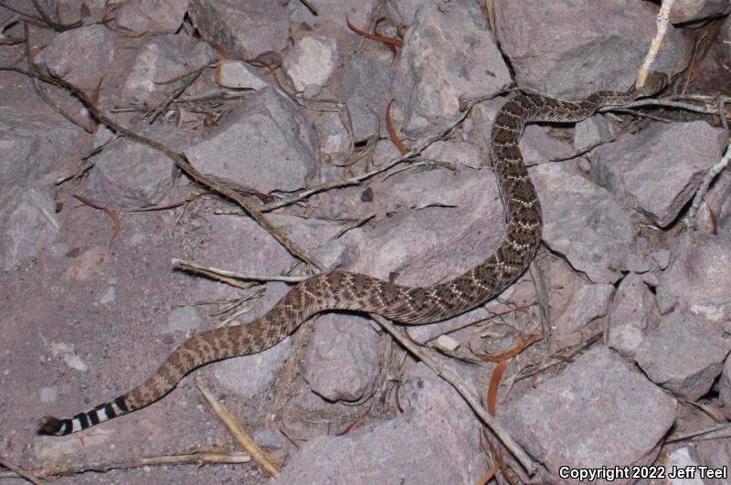 Western Diamond-backed Rattlesnake (Crotalus atrox)