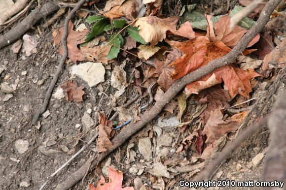 Five-lined Skink (Plestiodon fasciatus)