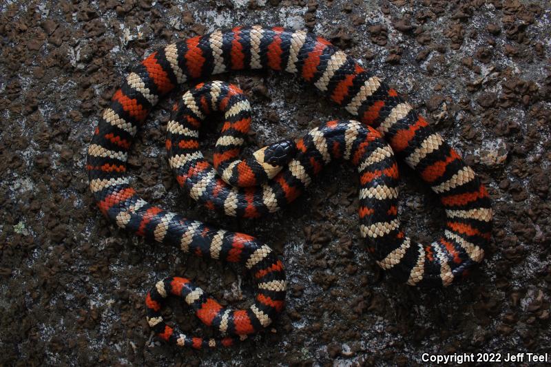 San Bernardino Mountain Kingsnake (Lampropeltis zonata parvirubra)