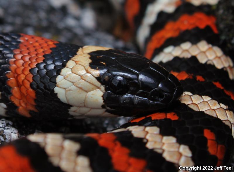 San Bernardino Mountain Kingsnake (Lampropeltis zonata parvirubra)