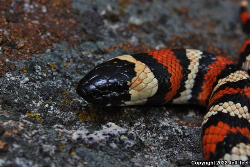 San Bernardino Mountain Kingsnake (Lampropeltis zonata parvirubra)