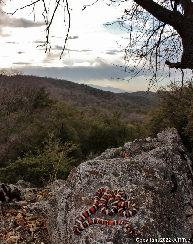 San Bernardino Mountain Kingsnake (Lampropeltis zonata parvirubra)