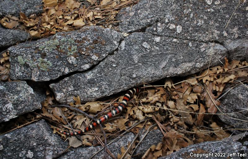 San Bernardino Mountain Kingsnake (Lampropeltis zonata parvirubra)