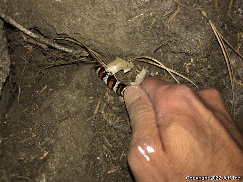 San Bernardino Mountain Kingsnake (Lampropeltis zonata parvirubra)