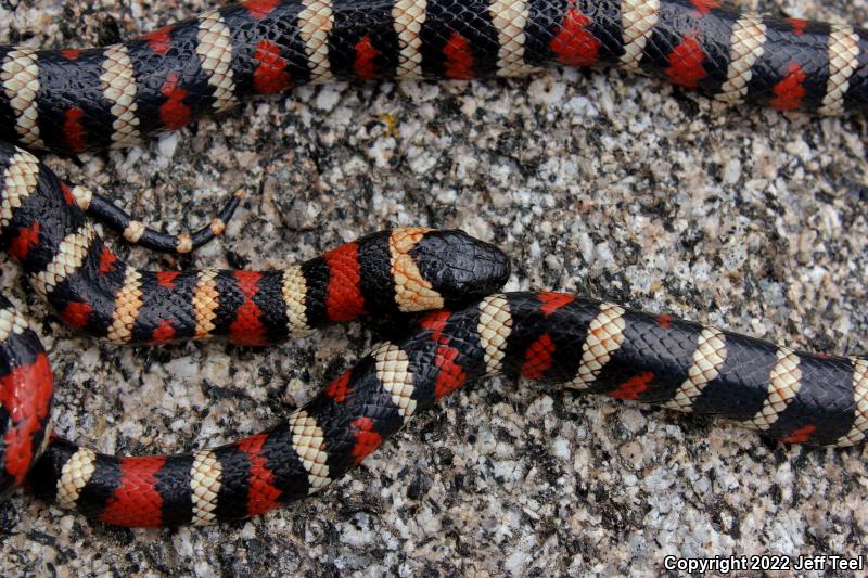 San Bernardino Mountain Kingsnake (Lampropeltis zonata parvirubra)