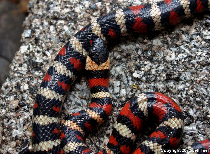 San Bernardino Mountain Kingsnake (Lampropeltis zonata parvirubra)