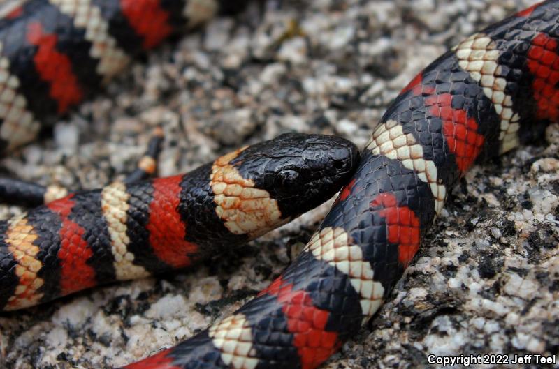 San Bernardino Mountain Kingsnake (Lampropeltis zonata parvirubra)