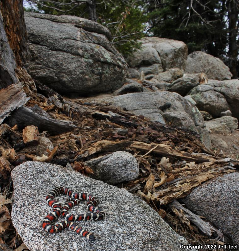 San Bernardino Mountain Kingsnake (Lampropeltis zonata parvirubra)