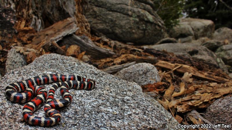 San Bernardino Mountain Kingsnake (Lampropeltis zonata parvirubra)