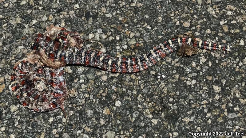 San Bernardino Mountain Kingsnake (Lampropeltis zonata parvirubra)