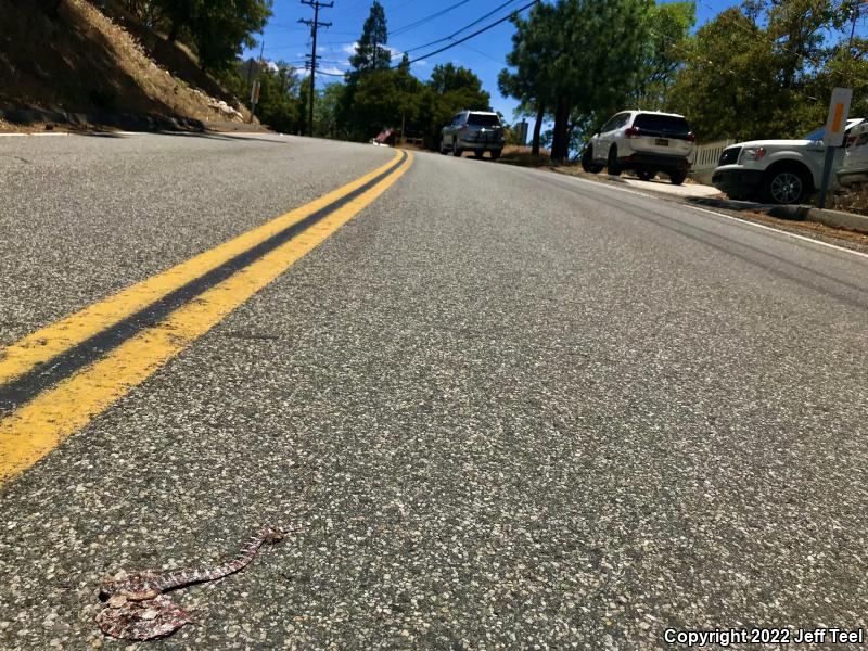 San Bernardino Mountain Kingsnake (Lampropeltis zonata parvirubra)