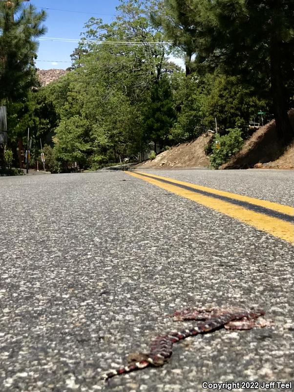 San Bernardino Mountain Kingsnake (Lampropeltis zonata parvirubra)