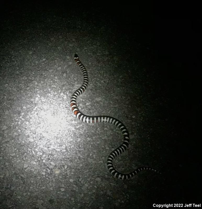 San Bernardino Mountain Kingsnake (Lampropeltis zonata parvirubra)