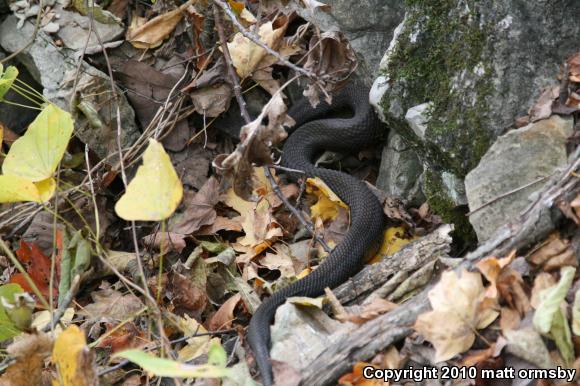 Western Cottonmouth (Agkistrodon piscivorus leucostoma)