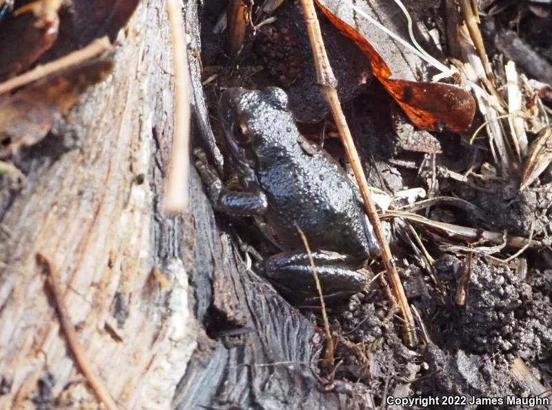 Northern Pacific Treefrog (Pseudacris regilla)