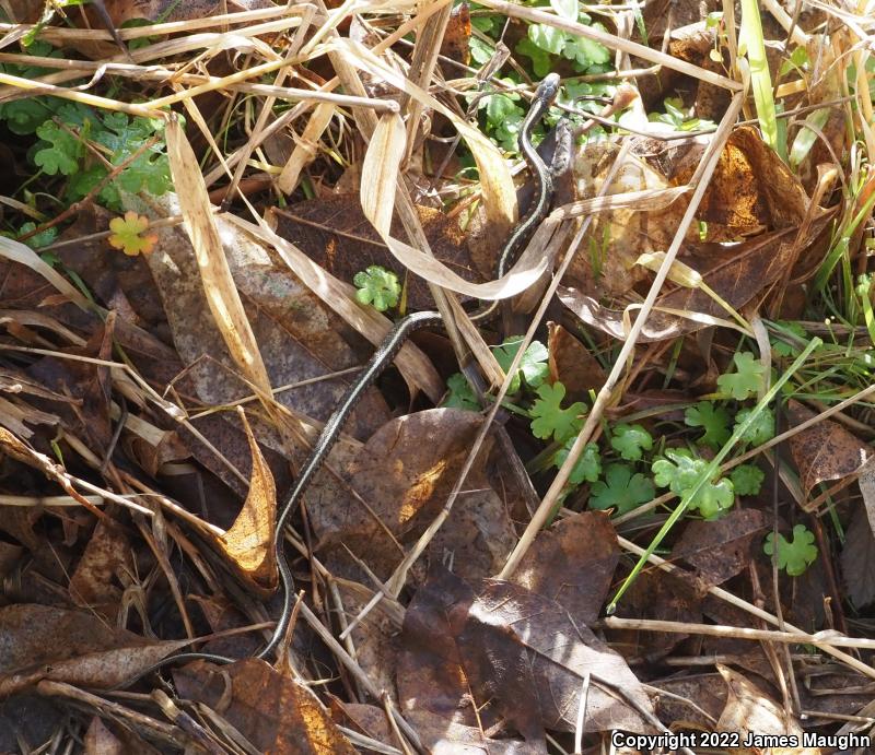 Red-Spotted Gartersnake (Thamnophis sirtalis concinnus)