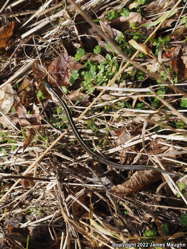 Red-Spotted Gartersnake (Thamnophis sirtalis concinnus)