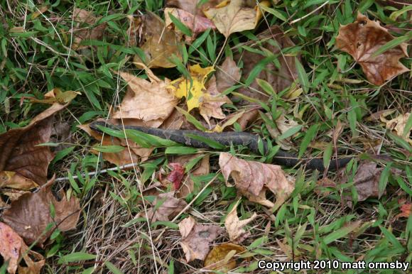 Western Cottonmouth (Agkistrodon piscivorus leucostoma)