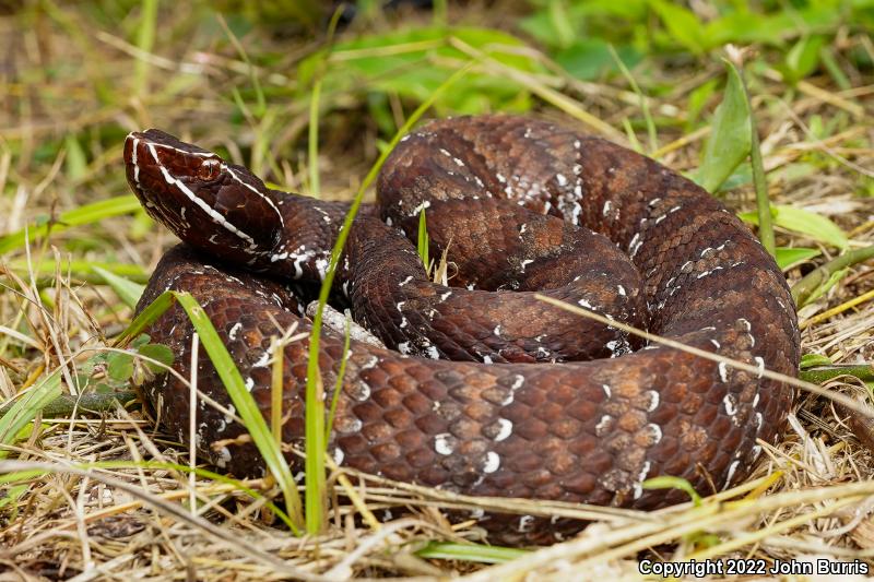 Yucatecan Cantil (Agkistrodon bilineatus russeolus)