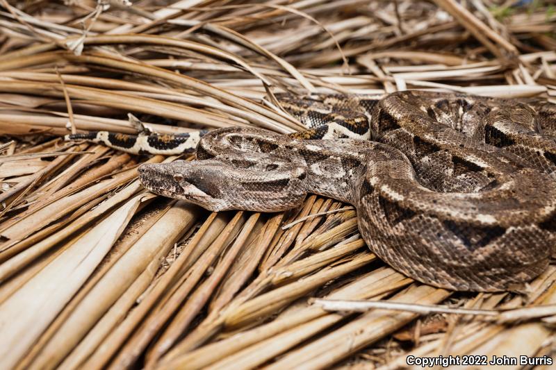 Mexican Boa Constrictor (Boa constrictor imperator)