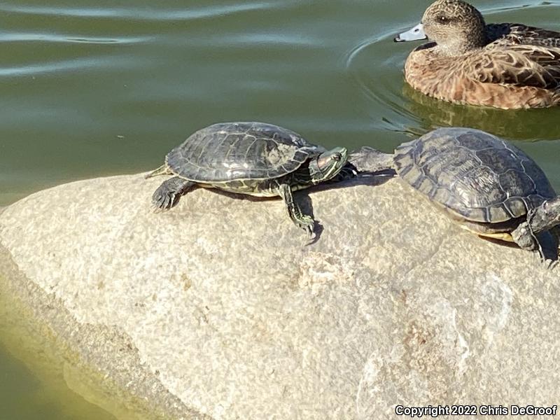 Red-eared Slider (Trachemys scripta elegans)